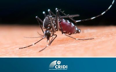 Casos de dengue no Brasil